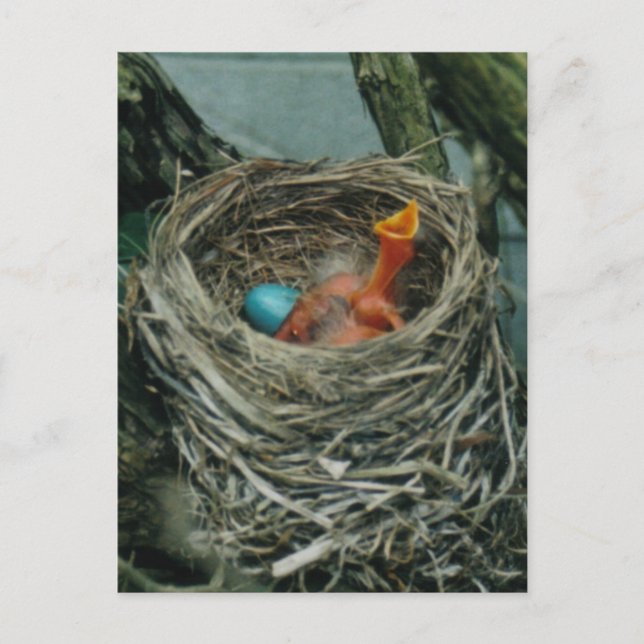 Robin-Nest Postkarte (Vorderseite)