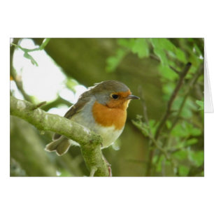 "Robin-Oiseau européen le Northumberland