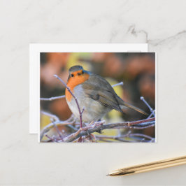 Robin on a Frosty Twig Postkarte