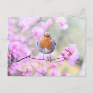 Robin on Branch Postcard Postkarte