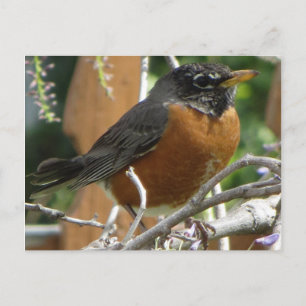 Robin On Branch Postkarte