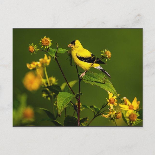 Robin on Nest Postkarte (Vorderseite)