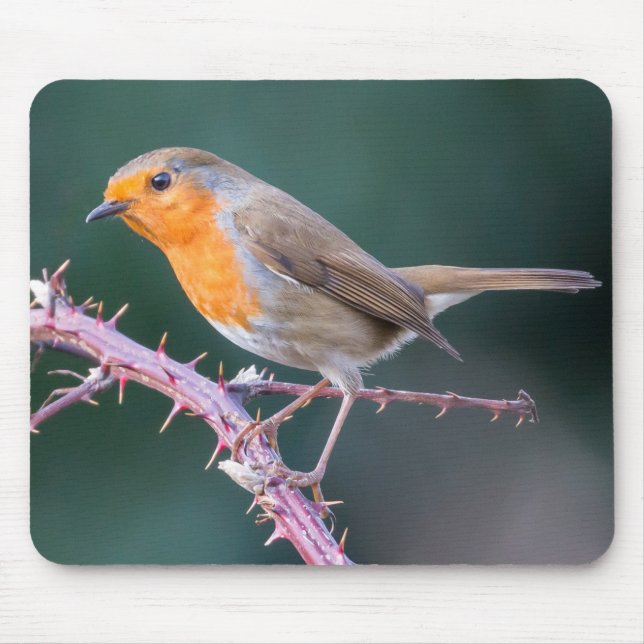 Robin Perched auf einer BlackBerry-Zweigniederlass Mousepad (Vorne)
