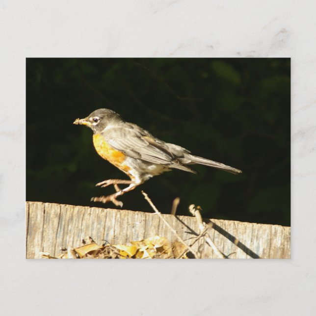 Robin Postcard Postkarte (Vorderseite)