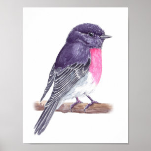 Robin Poster