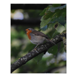Robin Poster