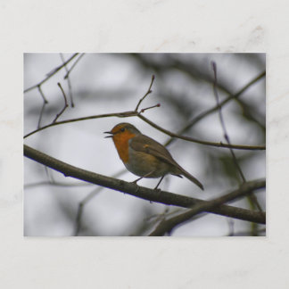 Robin  postkarte