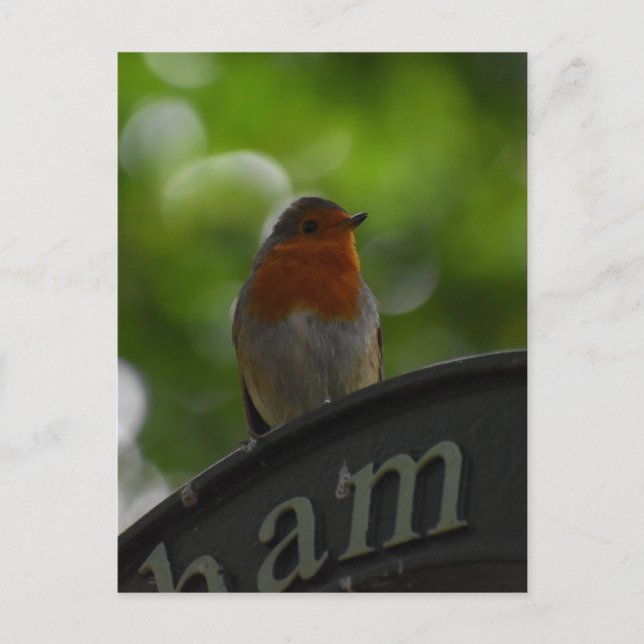 Robin Postkarte (Vorderseite)