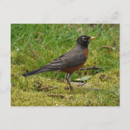 Robin Postkarte
