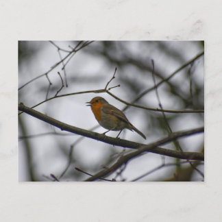 Robin  postkarte