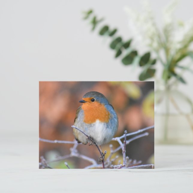 Robin Postkarte (Stehend Vorderseite)