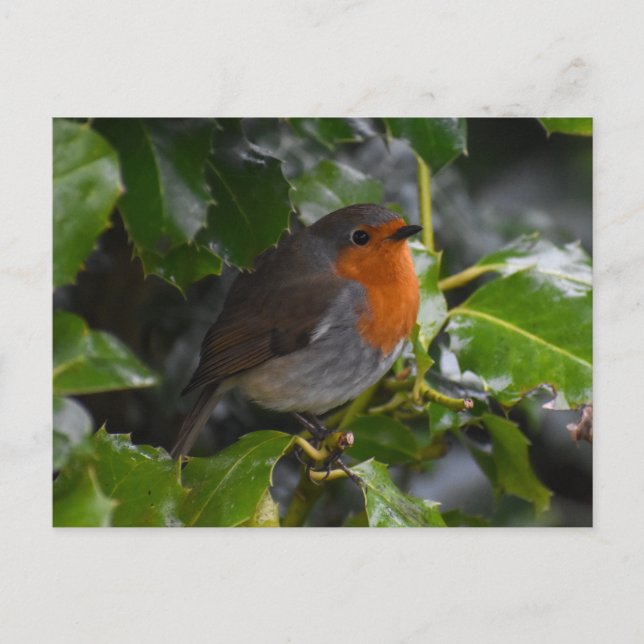 Robin Postkarte (Vorderseite)