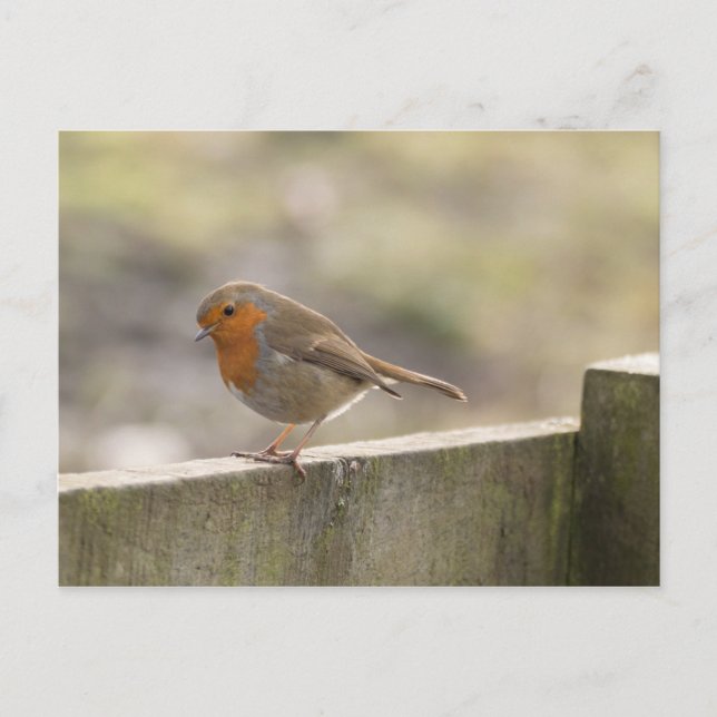 Robin Postkarte (Vorderseite)