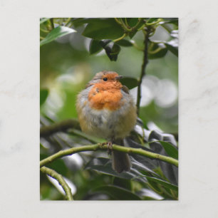 Robin Postkarte