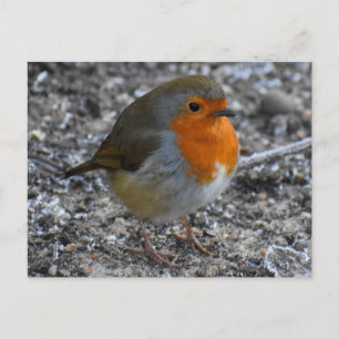 Robin Postkarte