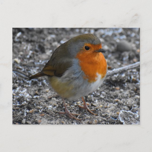 Robin Postkarte (Vorderseite)