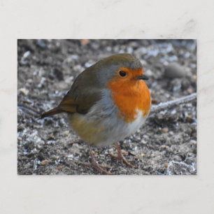 Robin Postkarte