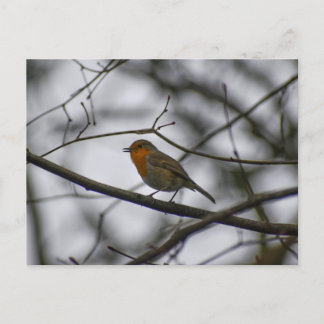 Robin  postkarte