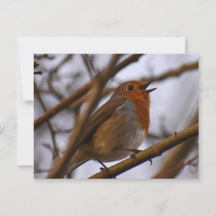 Robin Postkarte
