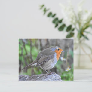 Robin Postkarte