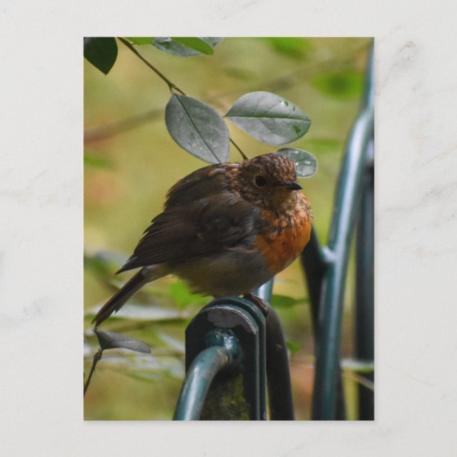 Robin Postkarte (Vorderseite)