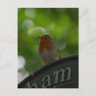 Robin Postkarte