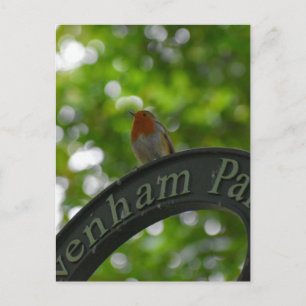 Robin Postkarte