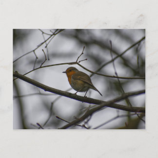 Robin  postkarte
