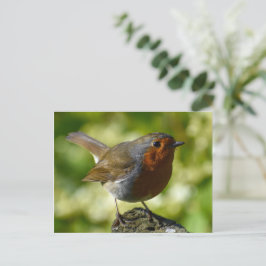 Robin Postkarte