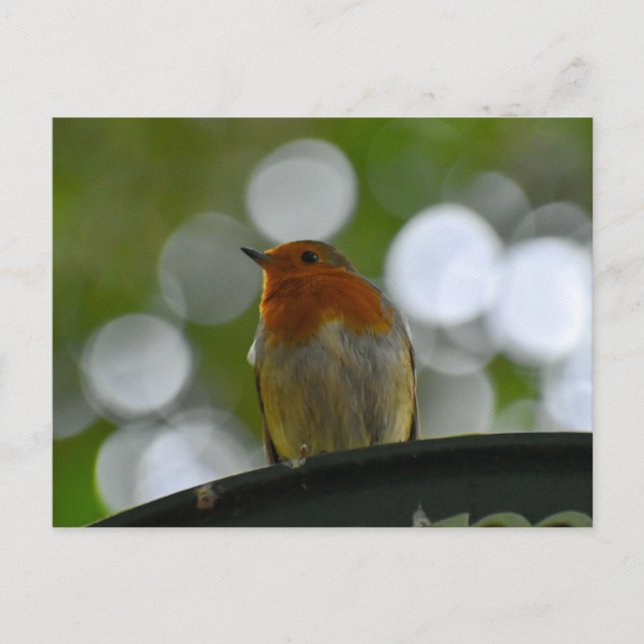 Robin Postkarte (Vorderseite)