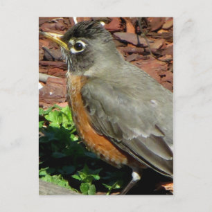 Robin-Profil Postkarte