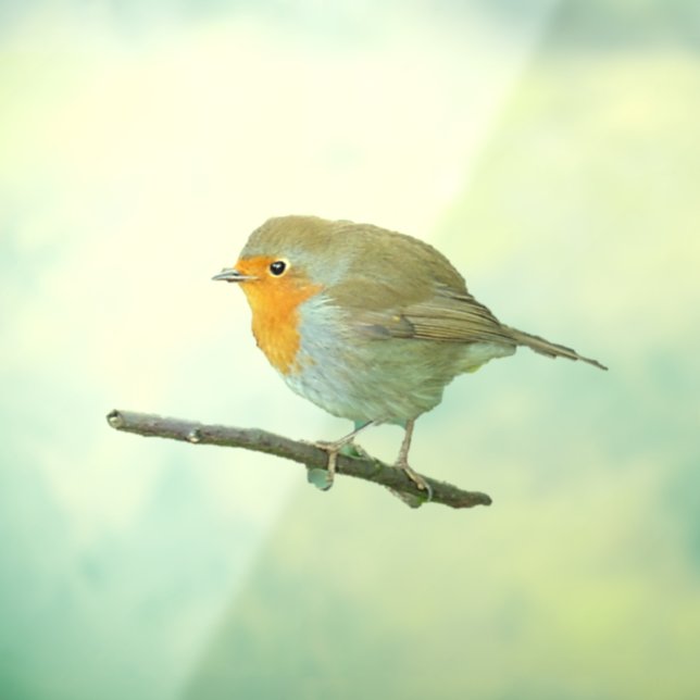 Robin Redamming Window Clying Fensteraufkleber (Blatt 3)