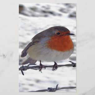 Robin RedBrust Briefpapier