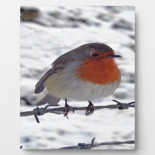 Robin RedBrust Fotoplatte