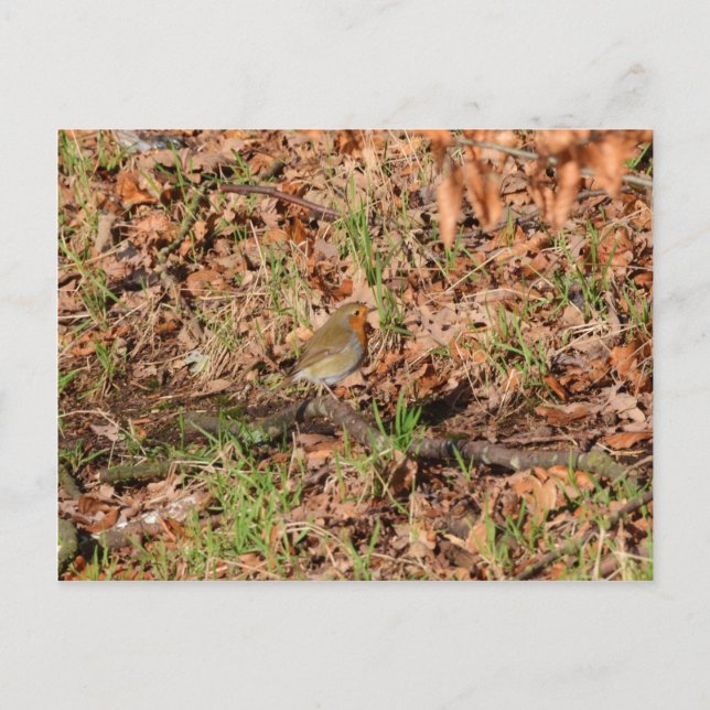 Robin RedBrust Postkarte (Vorderseite)