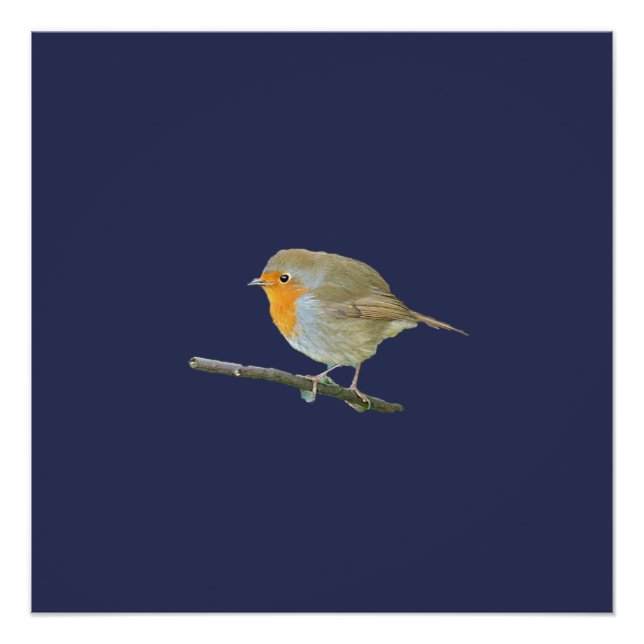 Robin RedBrustposter Poster (Vorderseite)
