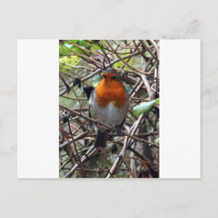 Robin Rotbrust Postkarte