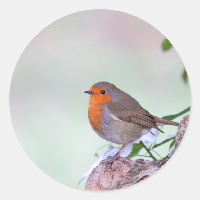Robin Runder Aufkleber (Vorderseite)