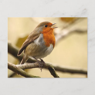 Robin singend postkarte