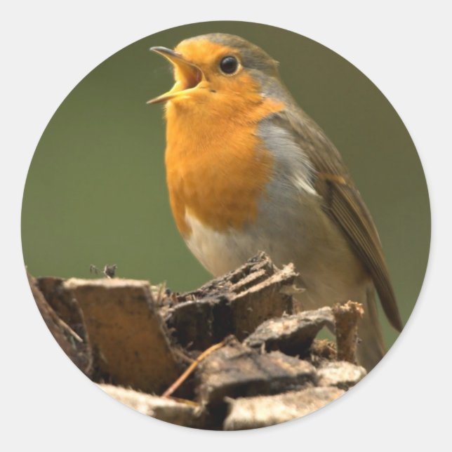 Robin Singing Stickers (Vorderseite)