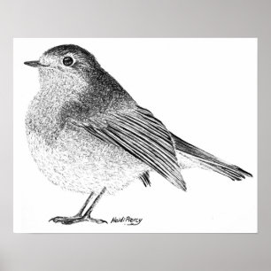 Robin Sketch Poster
