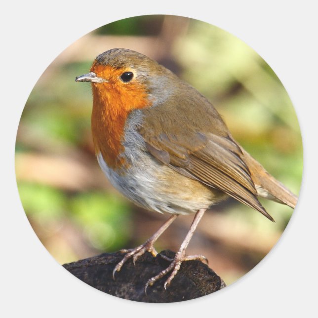 Robin Sticker (Vorderseite)