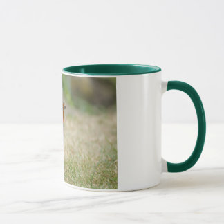 Robin-Tasse Tasse