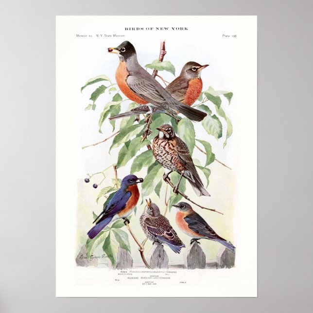 Robin und Bluebird Poster (Vorne)