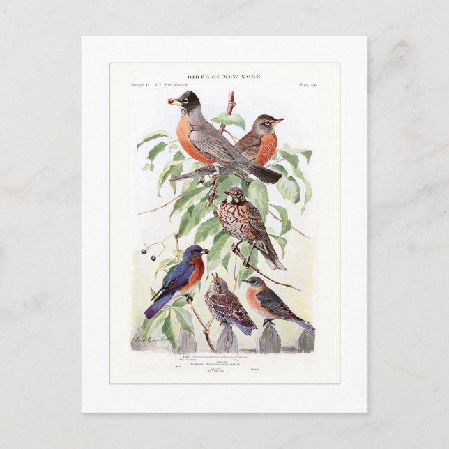 Robin und Bluebird Postkarte (Vorderseite)