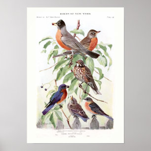 Robin und Drossel Poster