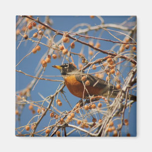 Robin unter Berries Magnet