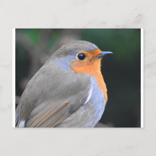 Robin Up Nah Postkarte
