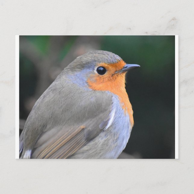 Robin Up Nah Postkarte (Vorderseite)