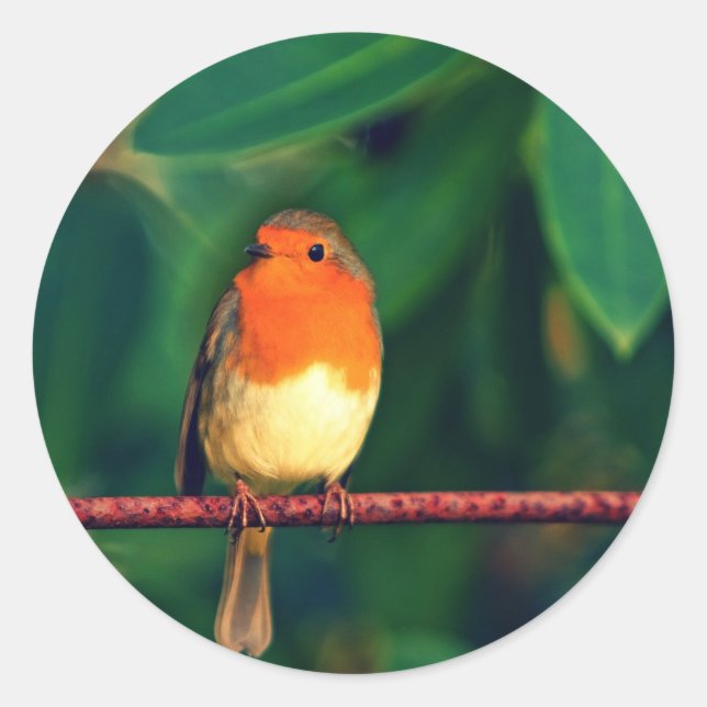 Robin-Vogel Runder Aufkleber (Vorderseite)